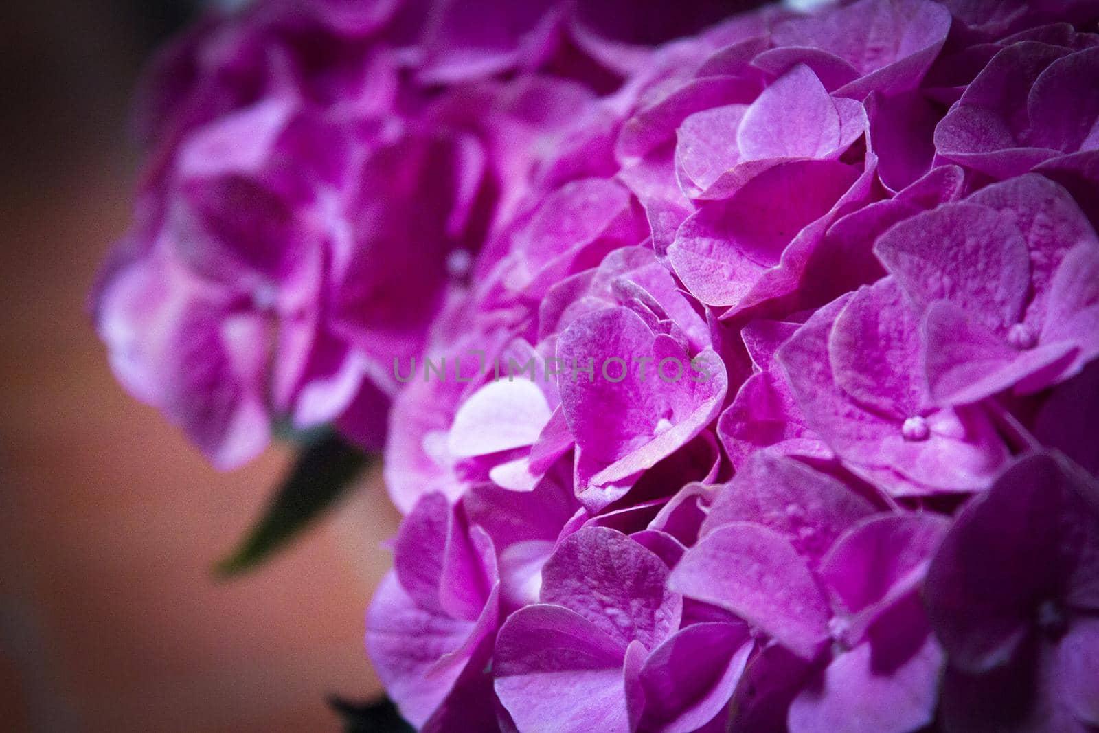 Hydrangea plant in full bloom. Pink and lilac color