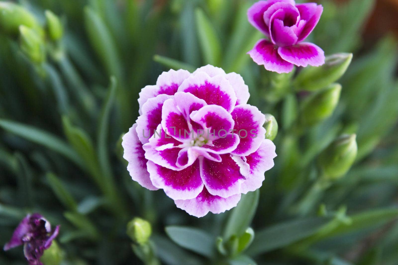 Carnation flower variety, in pink color. No people
