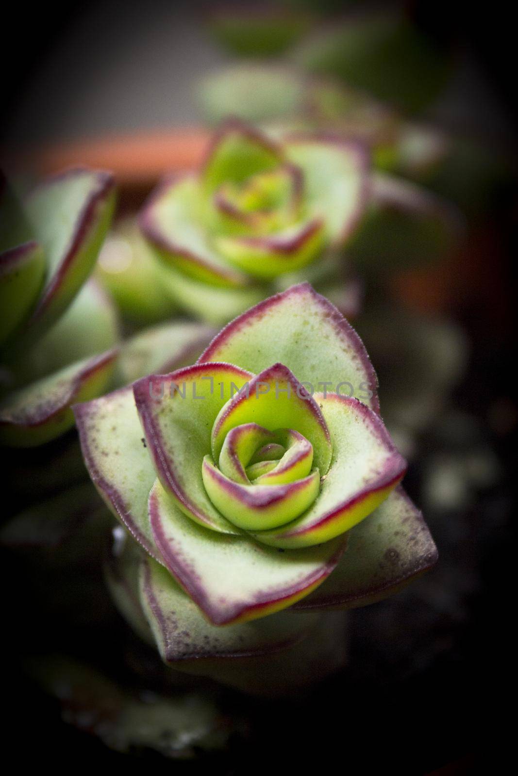 Succulent plant with rose shaped ramifications. Green an red color