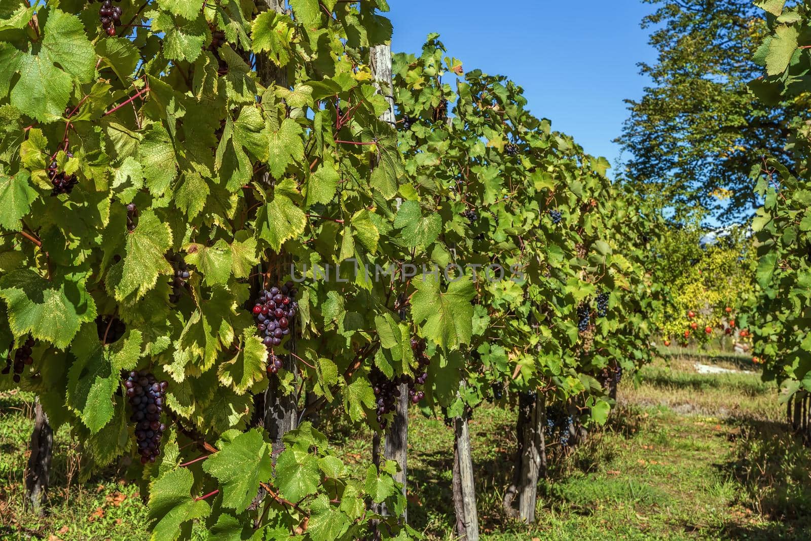 Vineyard in Alaverdi Monastery in autumn,Kakheti, Georgia