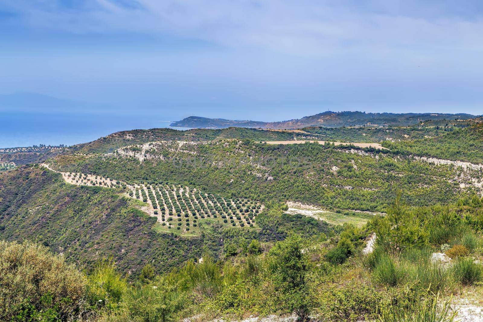 Llandscape on the Kassandra peninsula, Chalkidiki, Greece by borisb17