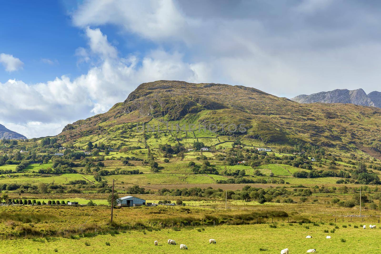 Panoramic landscape with mountains and sheeps,  Galway county, Ireland