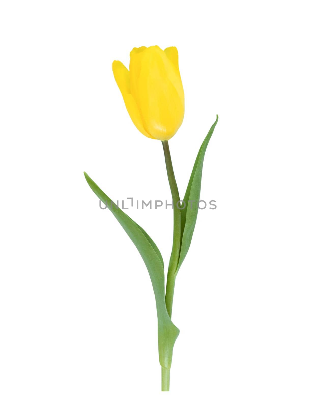 One yellow tulip isolated on a white background.