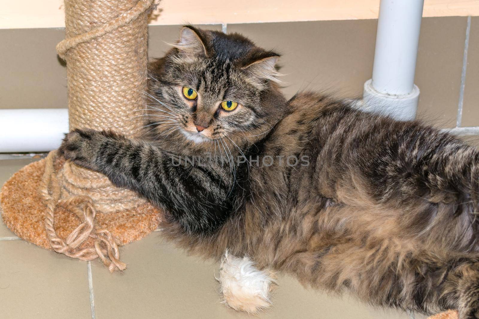 Beautiful and fluffy, playful cat hugs a scratching post while lying on the floor
