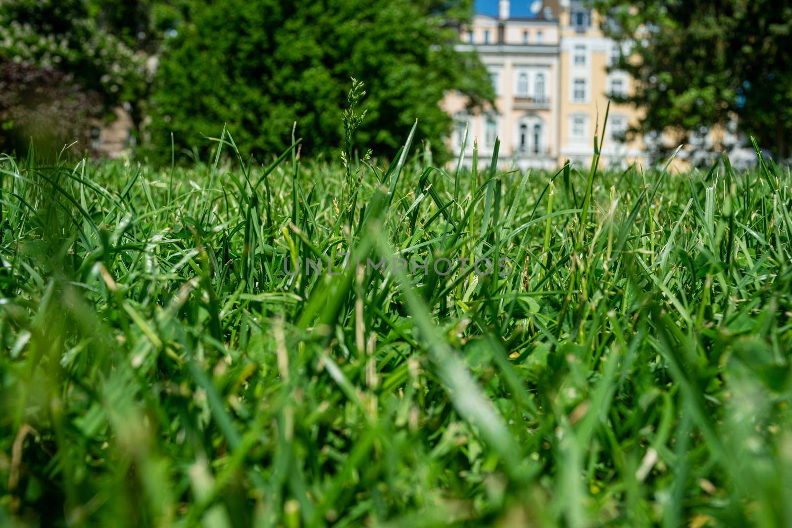 Close-up of green grass on spring or summer day in urban surroundings.