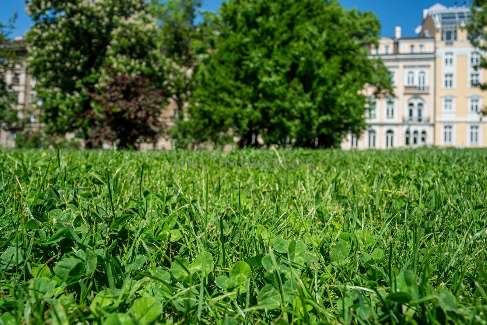 Grass Green Clovers Park Urban Europe Bulgaria Sunny Day by vilevi
