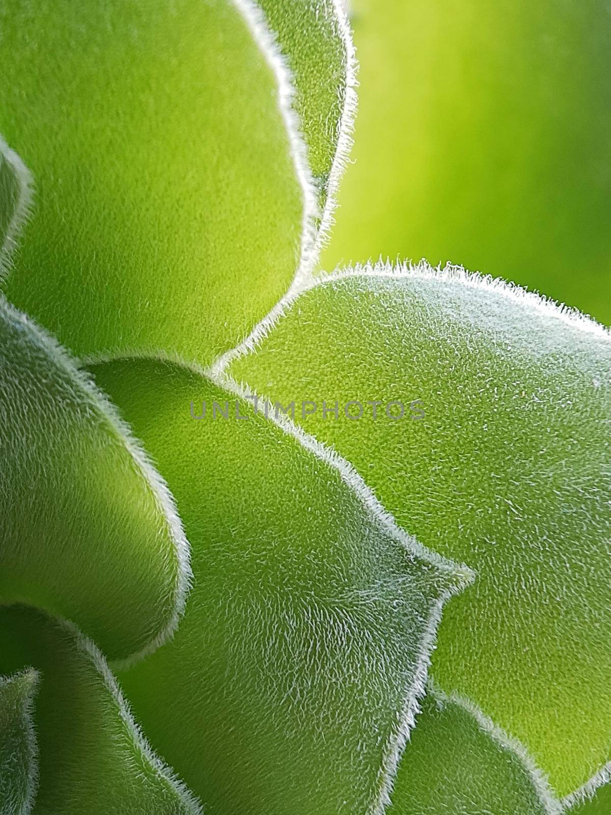 Spring green leaf close up. Leaf texture. Macro nature.