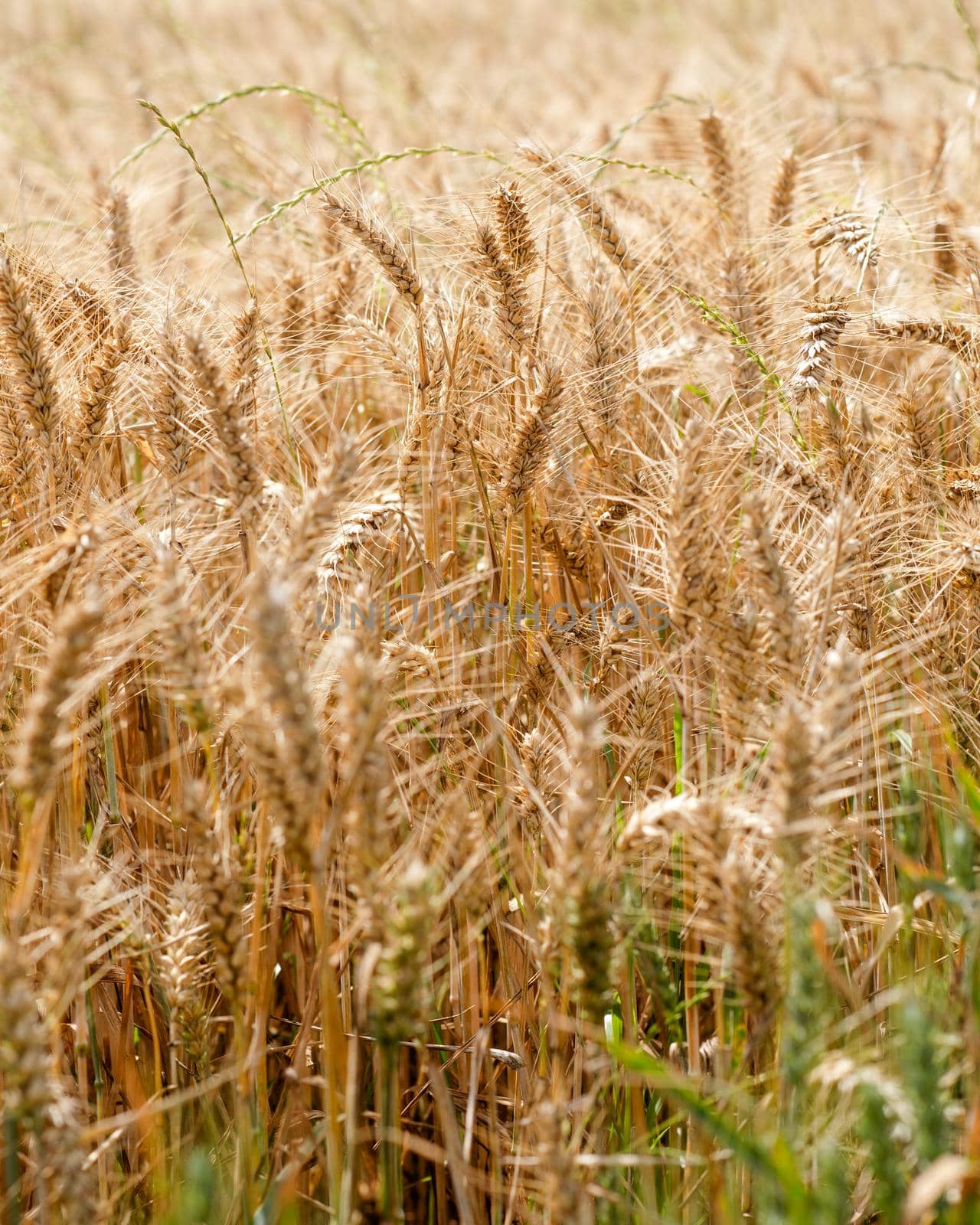 a golden wheat field in a summer day