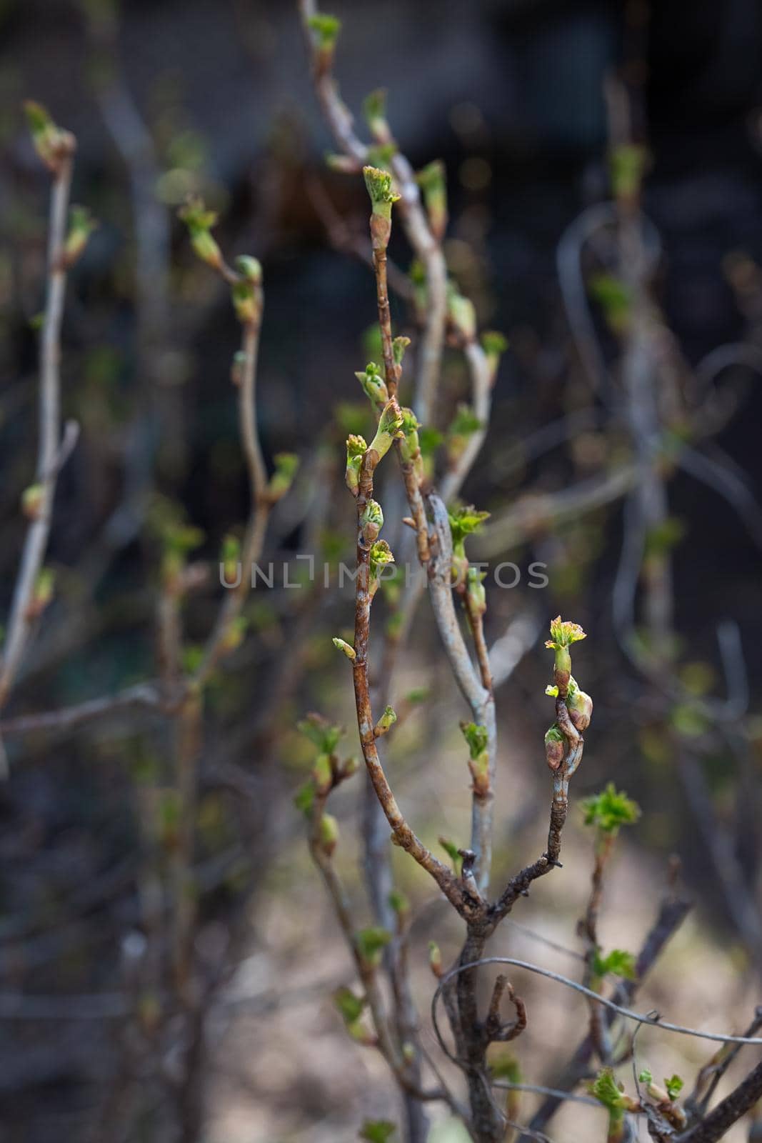 Close-up view of young leaves of black currant on blurred background with sun exposure vertical format. Photo of a reviving blossoming nature