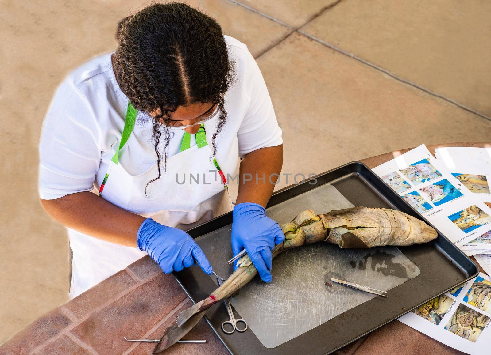 Teenager study and does shark dissection in homeschool project for Biology Class.