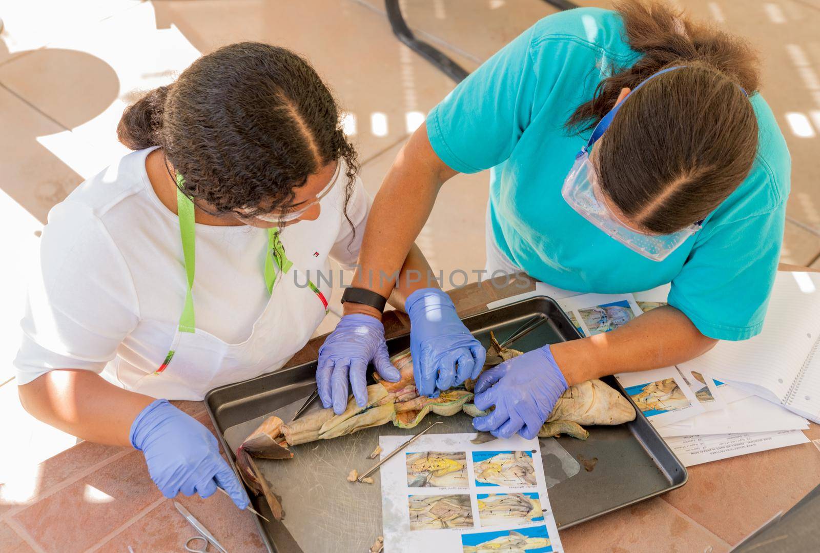 Mother and Teenager study and do shark dissection in homeschool project for Biology Class.