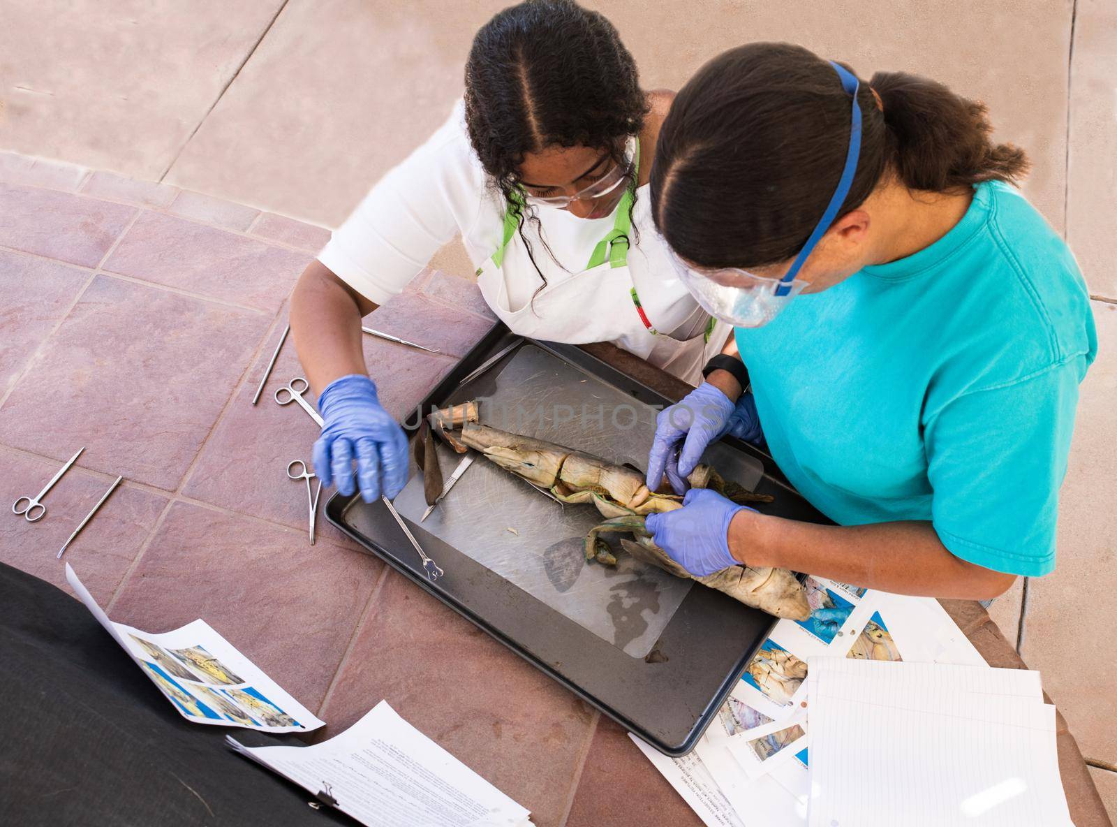 Mother and Teenager study and do shark dissection in homeschool project.