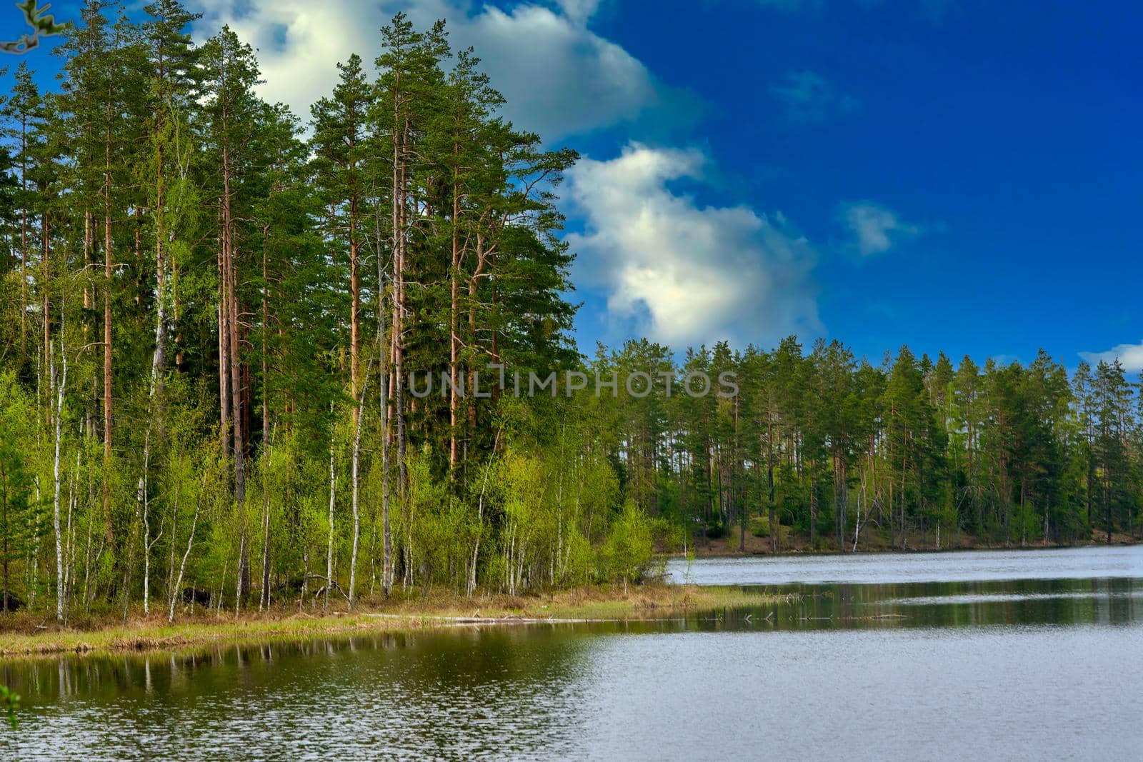 Pine trees on the shore of a forest lake against the background of a blue sky with clouds. Summer sunny day