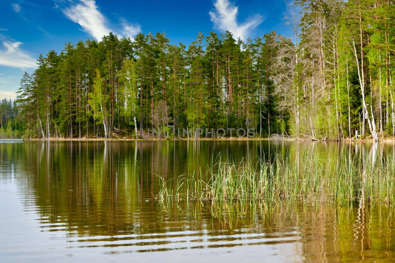 Pine trees on the shore of a forest lake against the background of a blue sky with clouds. Summer sunny day