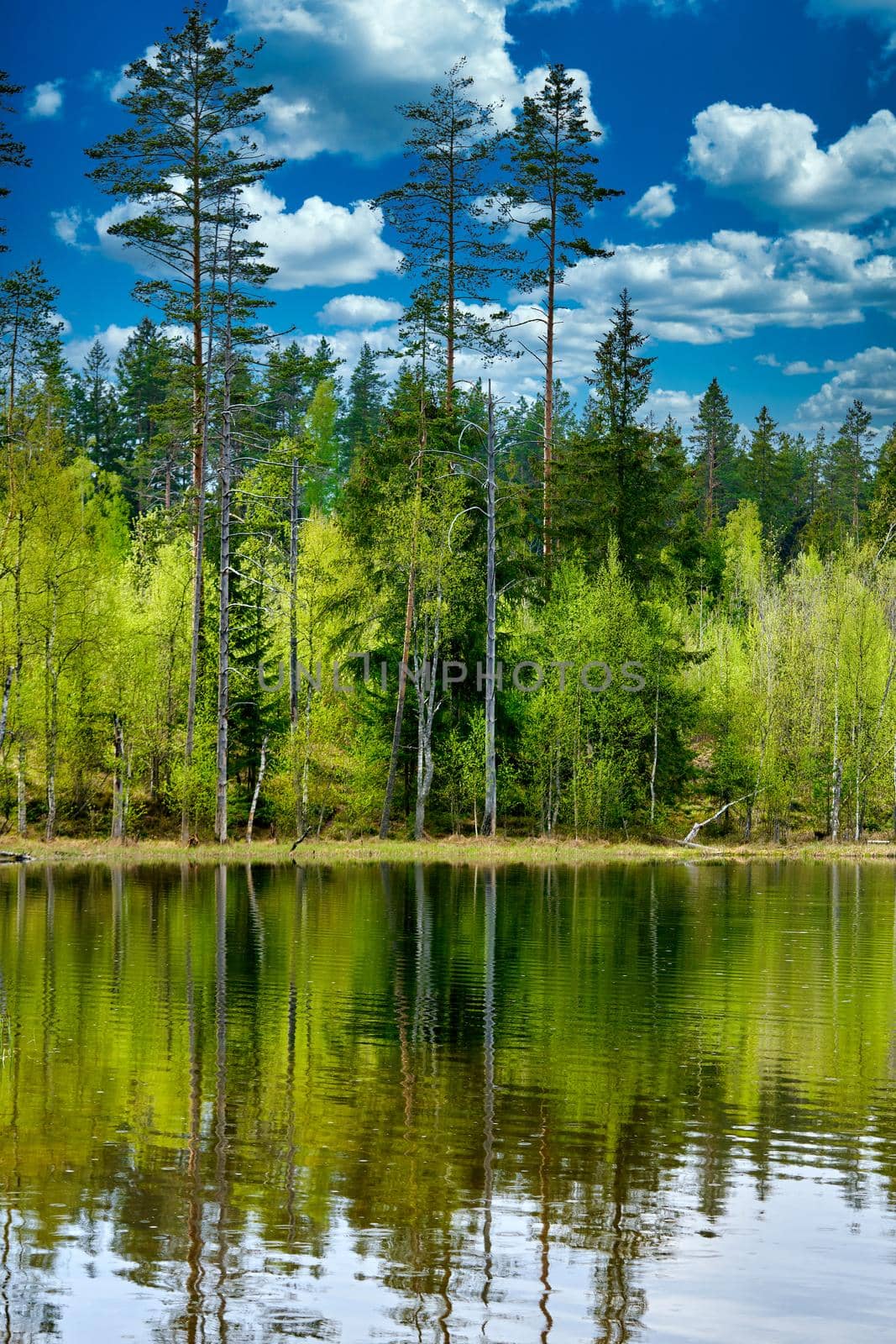 Pine trees on the shore of the lake against the background of sky with clouds by vizland