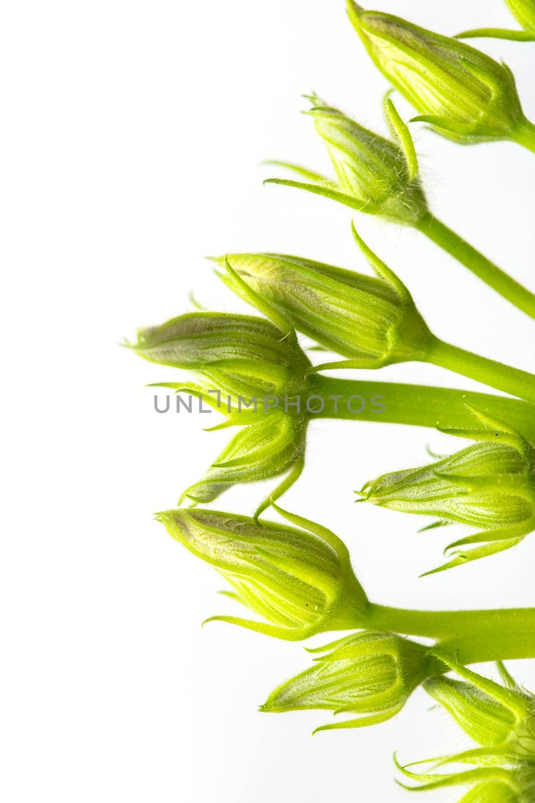 Unopened buds of zucchini pumpkin flowers on a white background. Excess buds of barren flowers are removed from plants for better fruiting