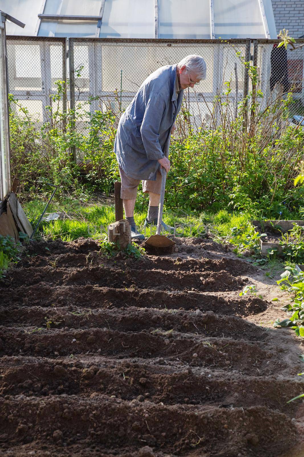 Caucasian Senior man gardener is planting potatoes. He put plants into the soil and covering them with soil.