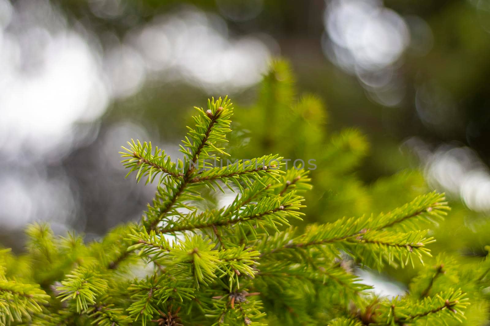 The branches of the pine on a blurred background. Bokeh. View from the side on a sunny spring day. by Essffes