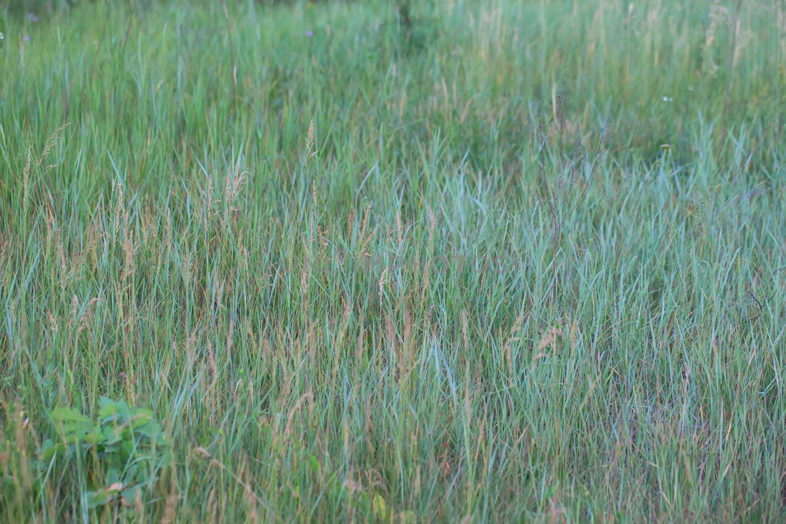 Background green field with grass.Green meadow grass by Sviatlana