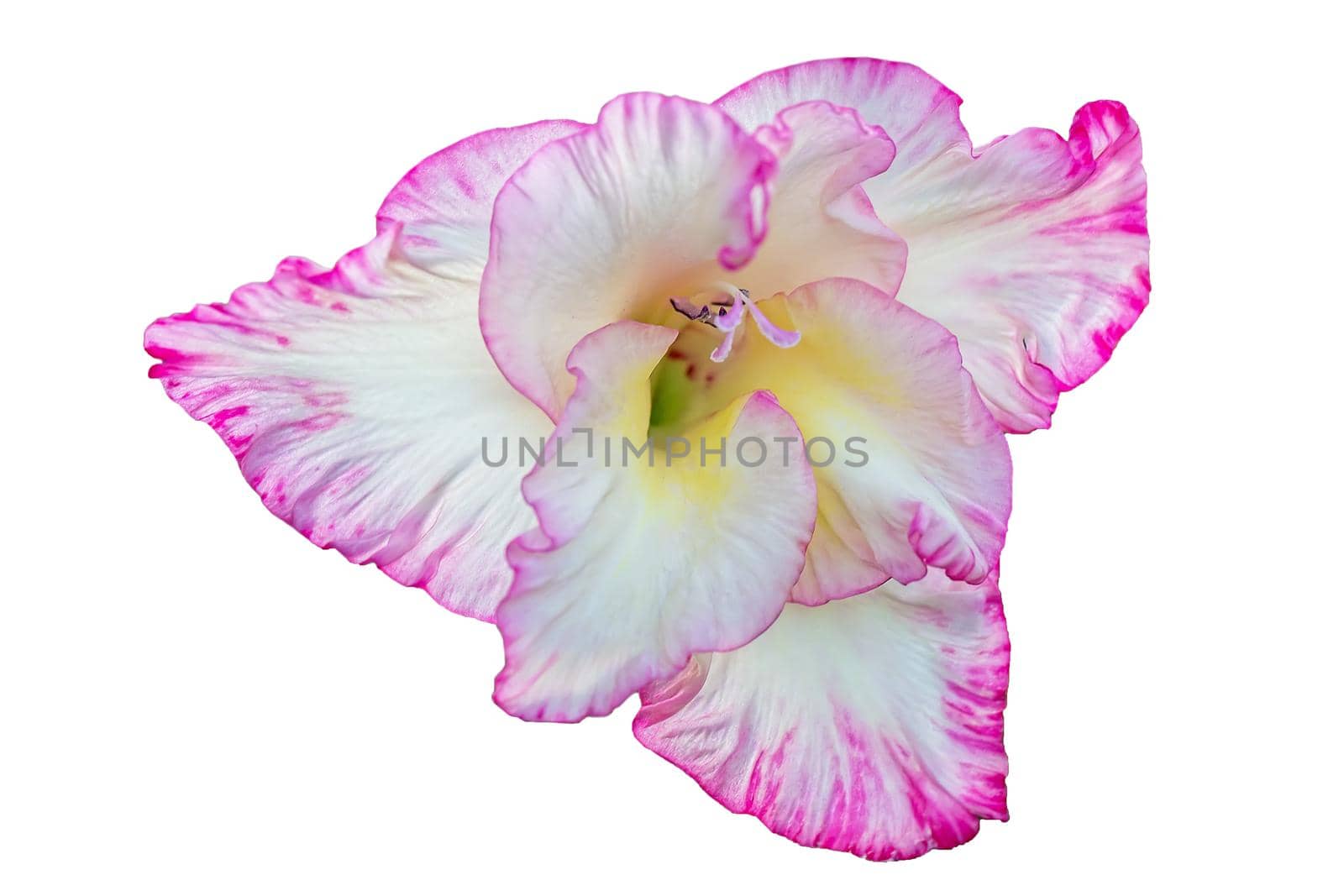 Beautiful pink gladiolus on a white background.