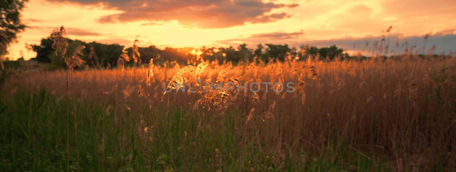 Beautiful landscape. Panorama Sunset on a summer meadow. Evening nature.