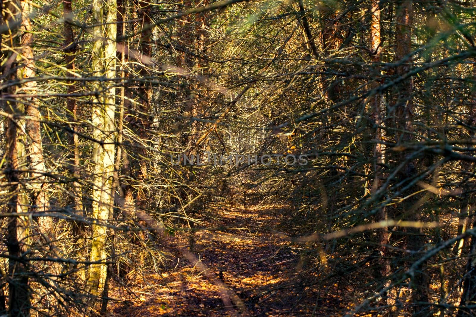 Gloomy forest with dead dry trees.The background is a gloomy and dramatic forest.