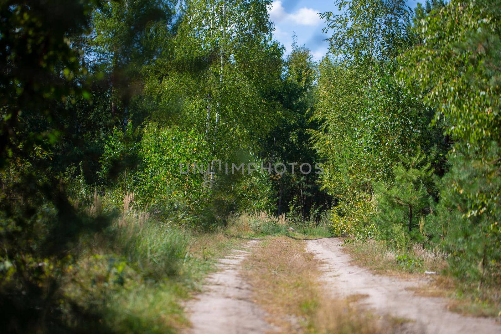 Beautiful forest with with a forest walkway.