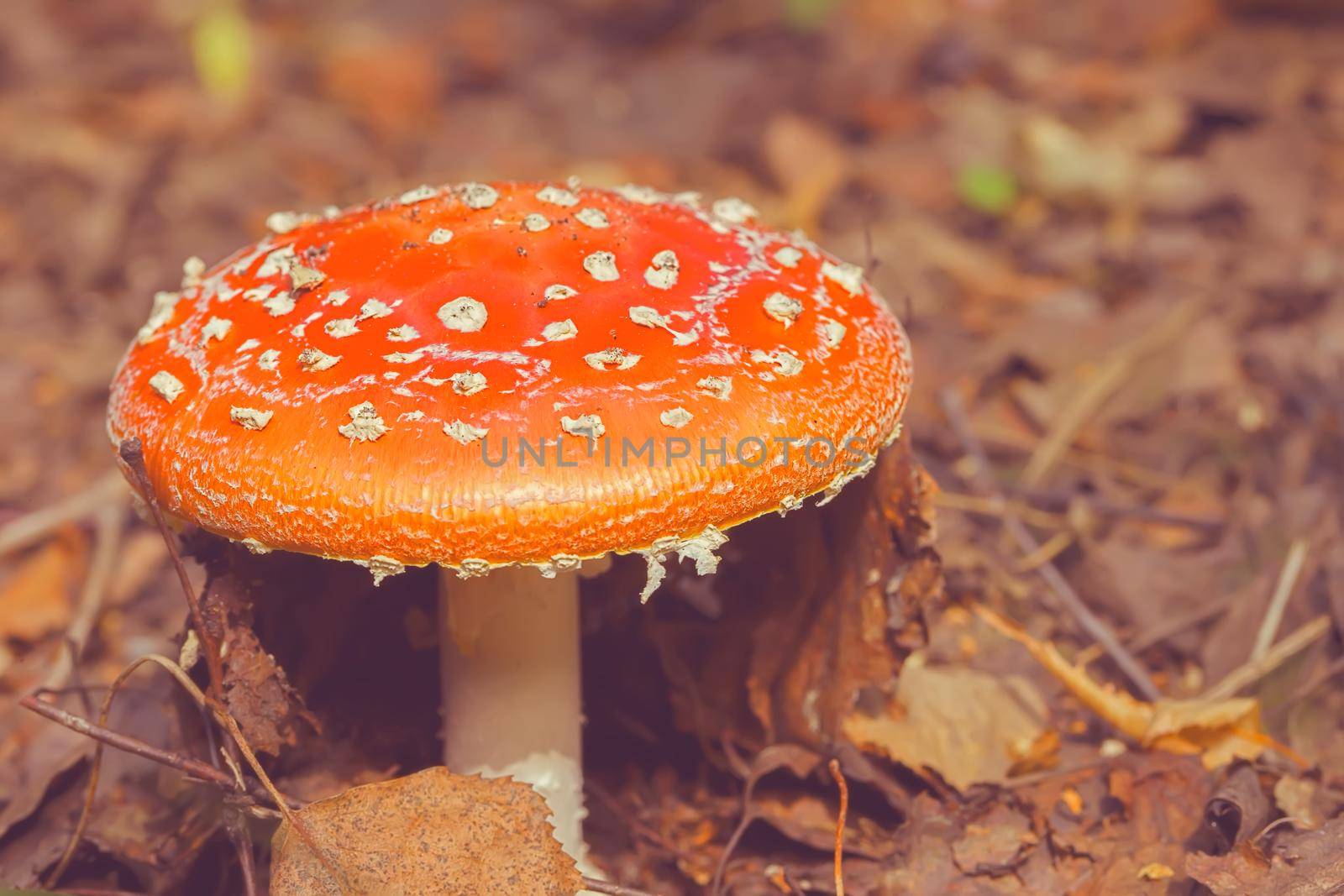 Vintage forest background with amanita.Fly agarics grow in the forest.