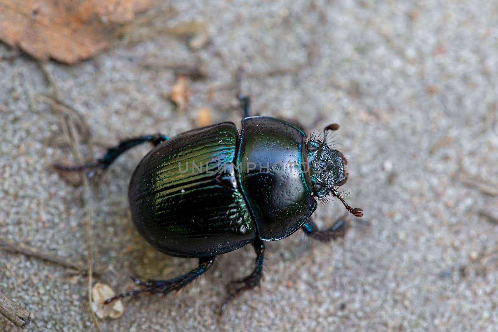 A black beetle creeps along the road.
