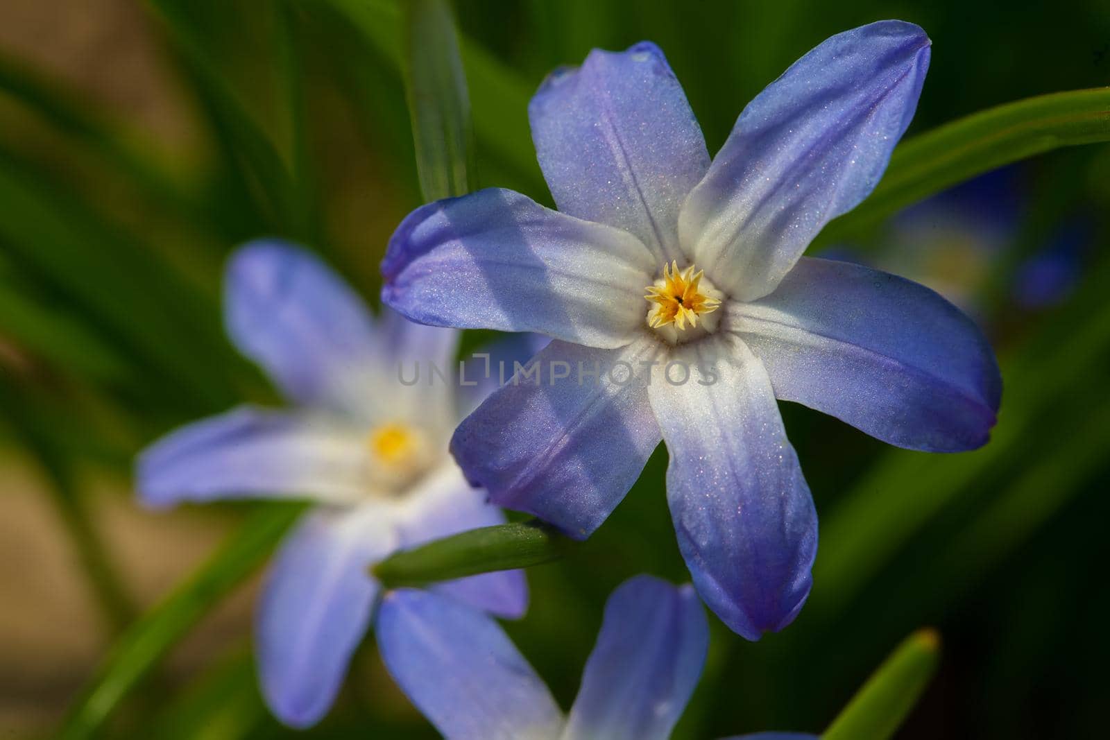 Beautiful blue flower close-up on a green background