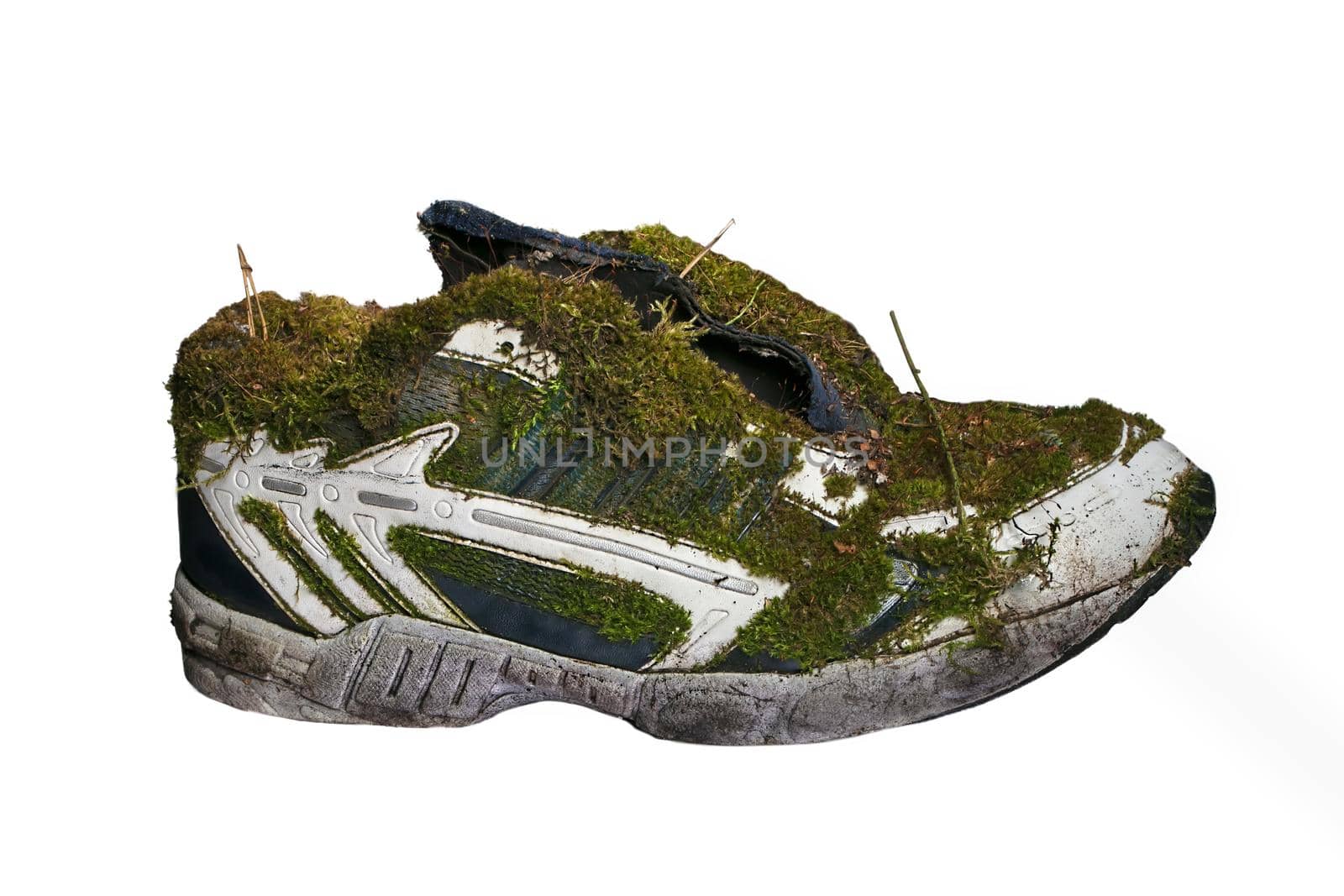 Old sneakers covered with moss on a white background.