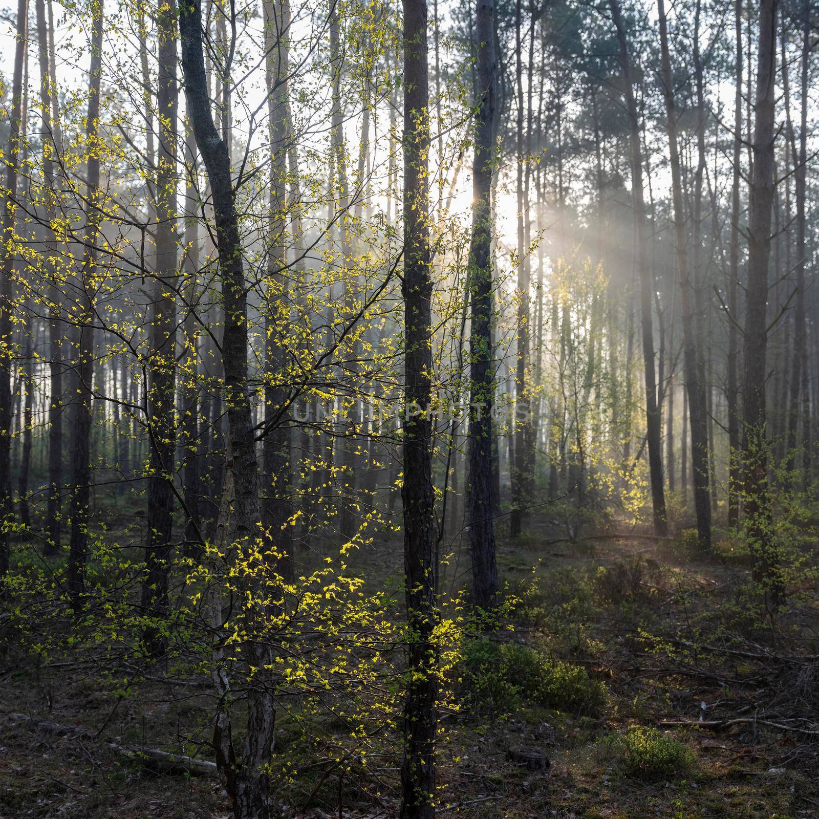 fresh birch leaves lit up in early morning sunshine beams between trunks of forest in spring
