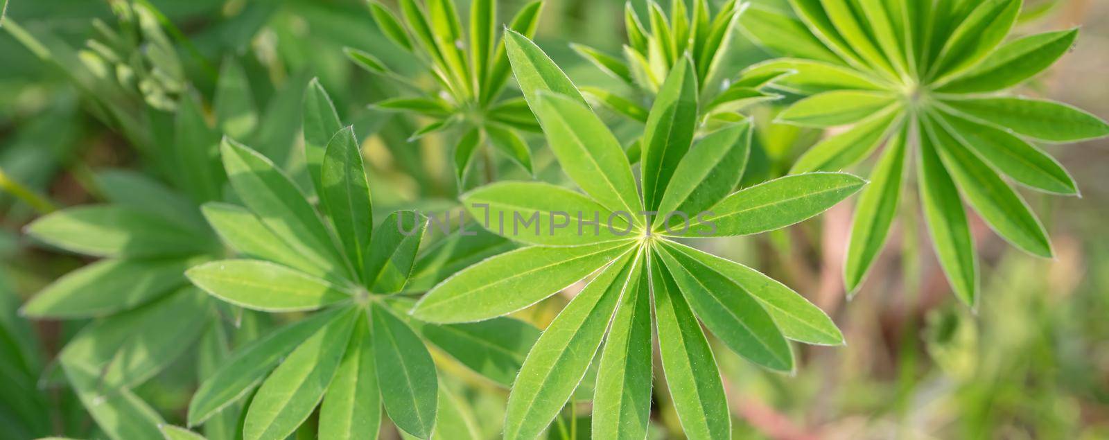 Beautiful green leafed plants. Banner green floral background. by Sviatlana
