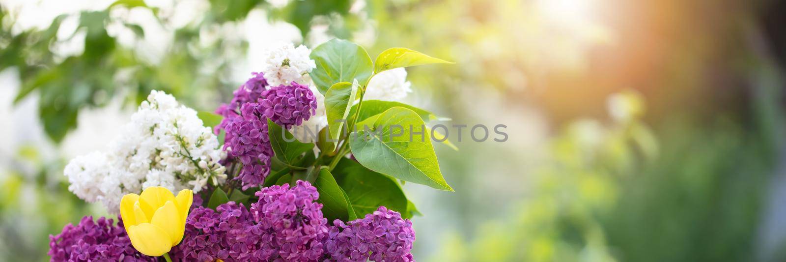 Spring background. Lilac and tulips lit by the rays of the sun. Banner of flowers on a background of greenery. by Sviatlana