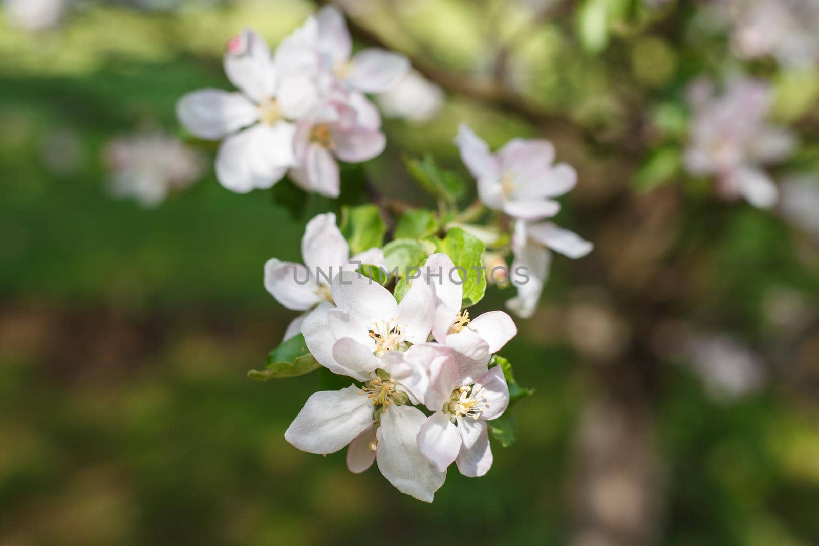 Selective focus, close up of cherry tree branch with blossoming flowers in the sunlight against blurred background with bokeh. Concept of spring blossom and nature