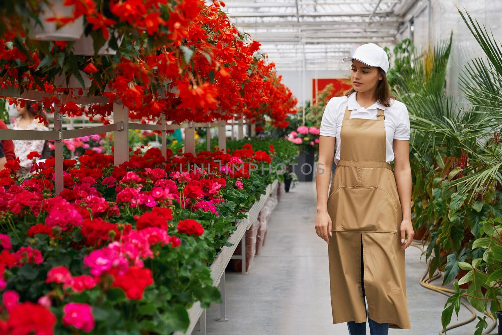 Front view of young charming woman in special uniform walking in large modern greenhouse and checking flowerspot. Concept of process care for beautiful different colors flowers.