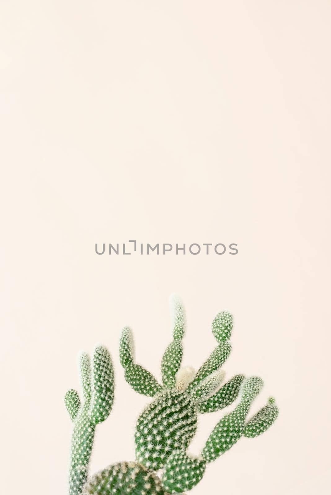 Closeup of green cactus on beige background. Minimal neutral floral composition