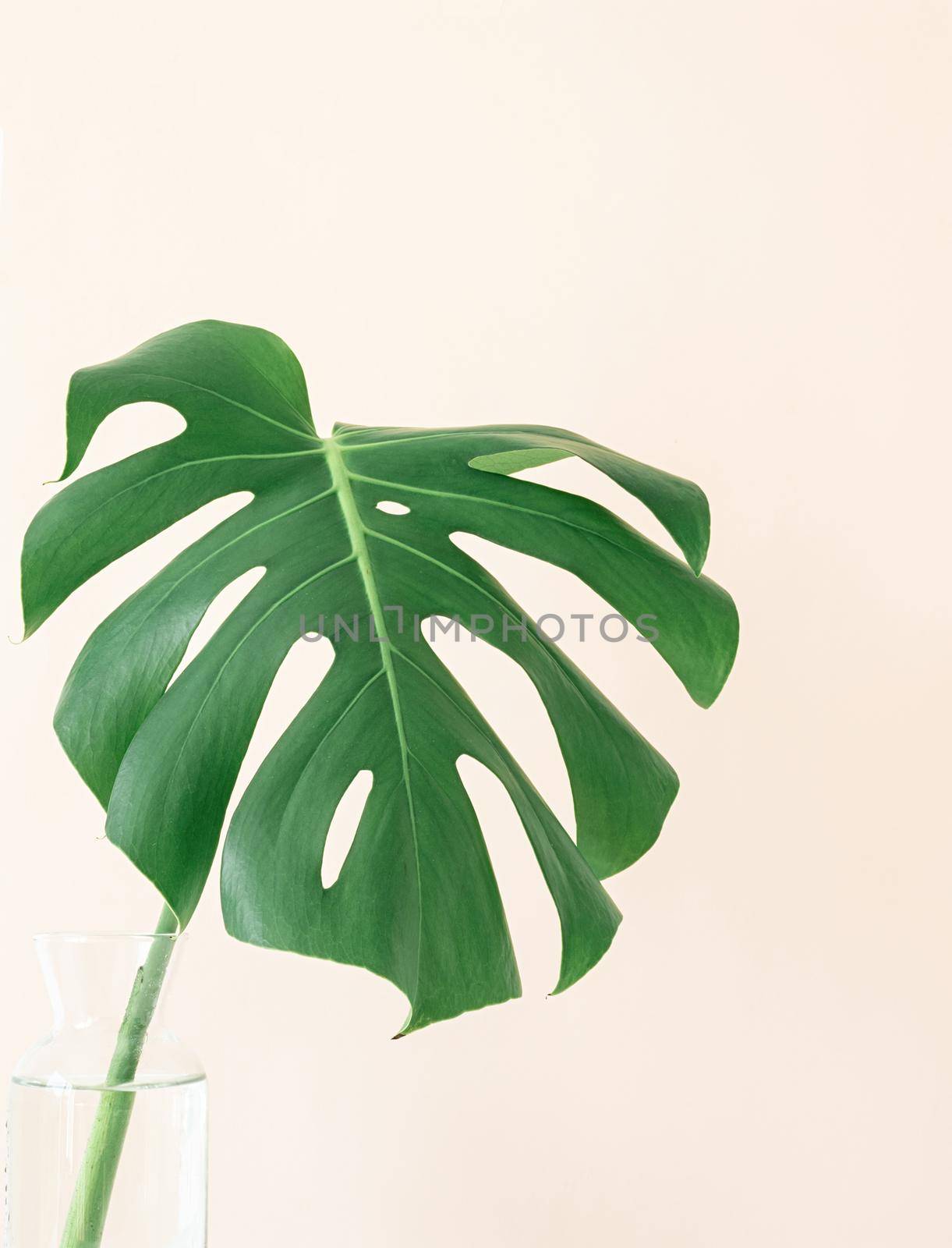 Close up of monstera leaf on beige background. Minimal neutral floral composition