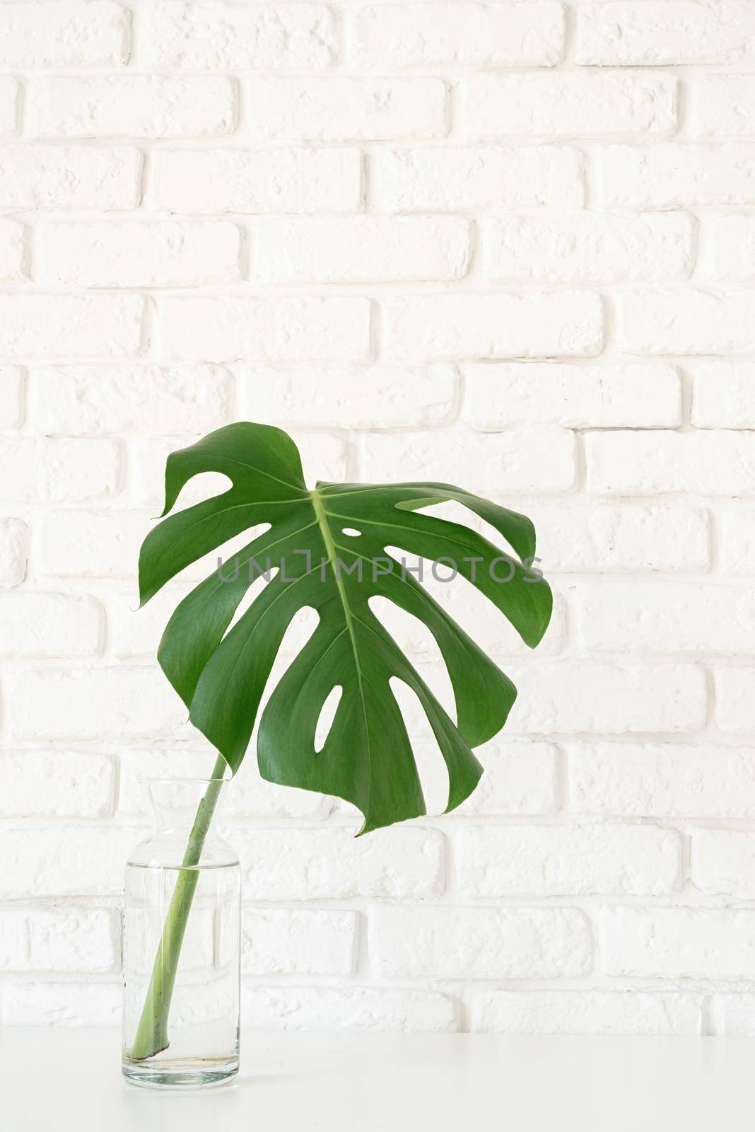 Close up of monstera leaf on beige background. Minimal neutral floral composition