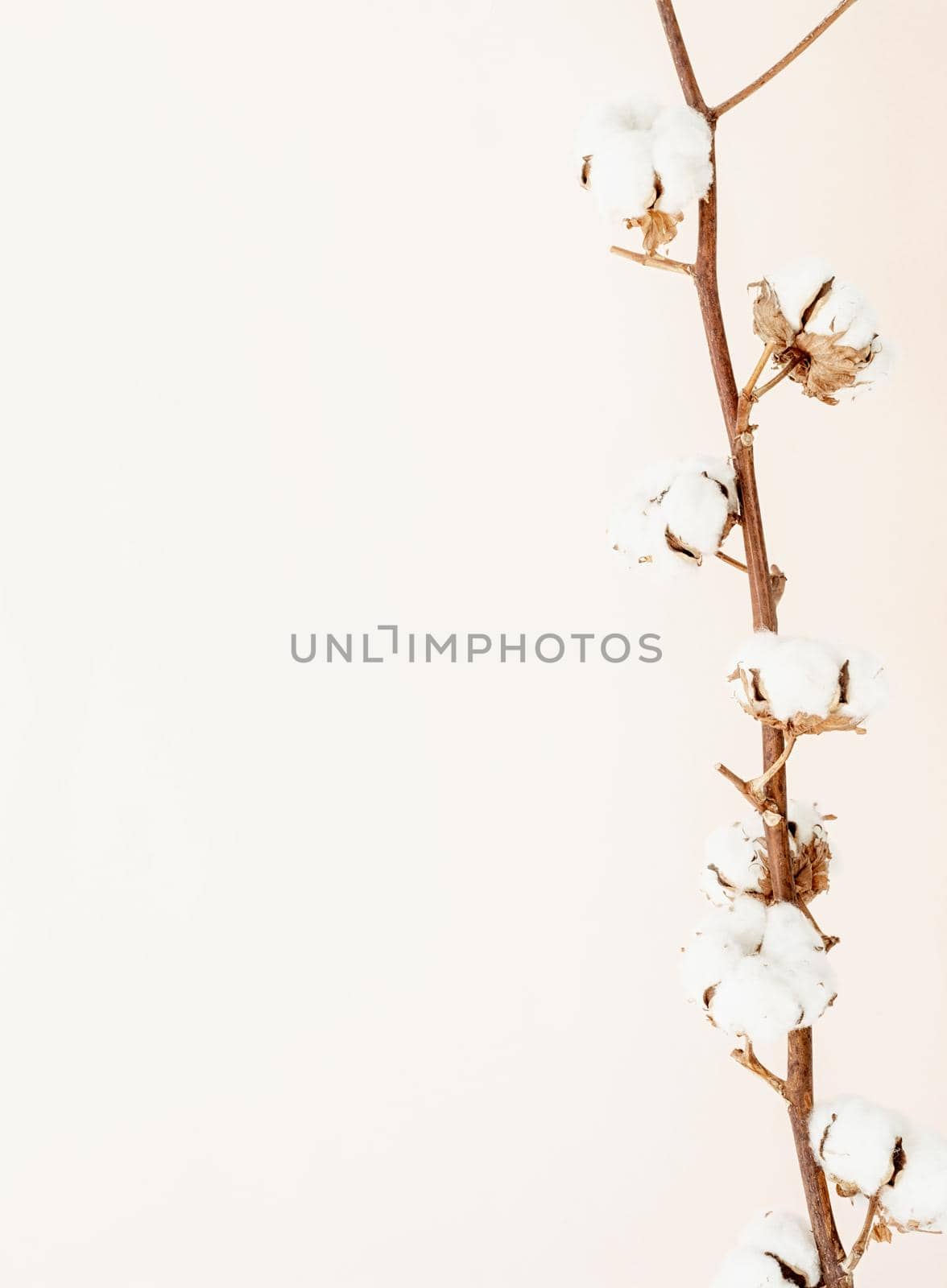 Close up of cotton branch on beige background. Minimal neutral floral composition