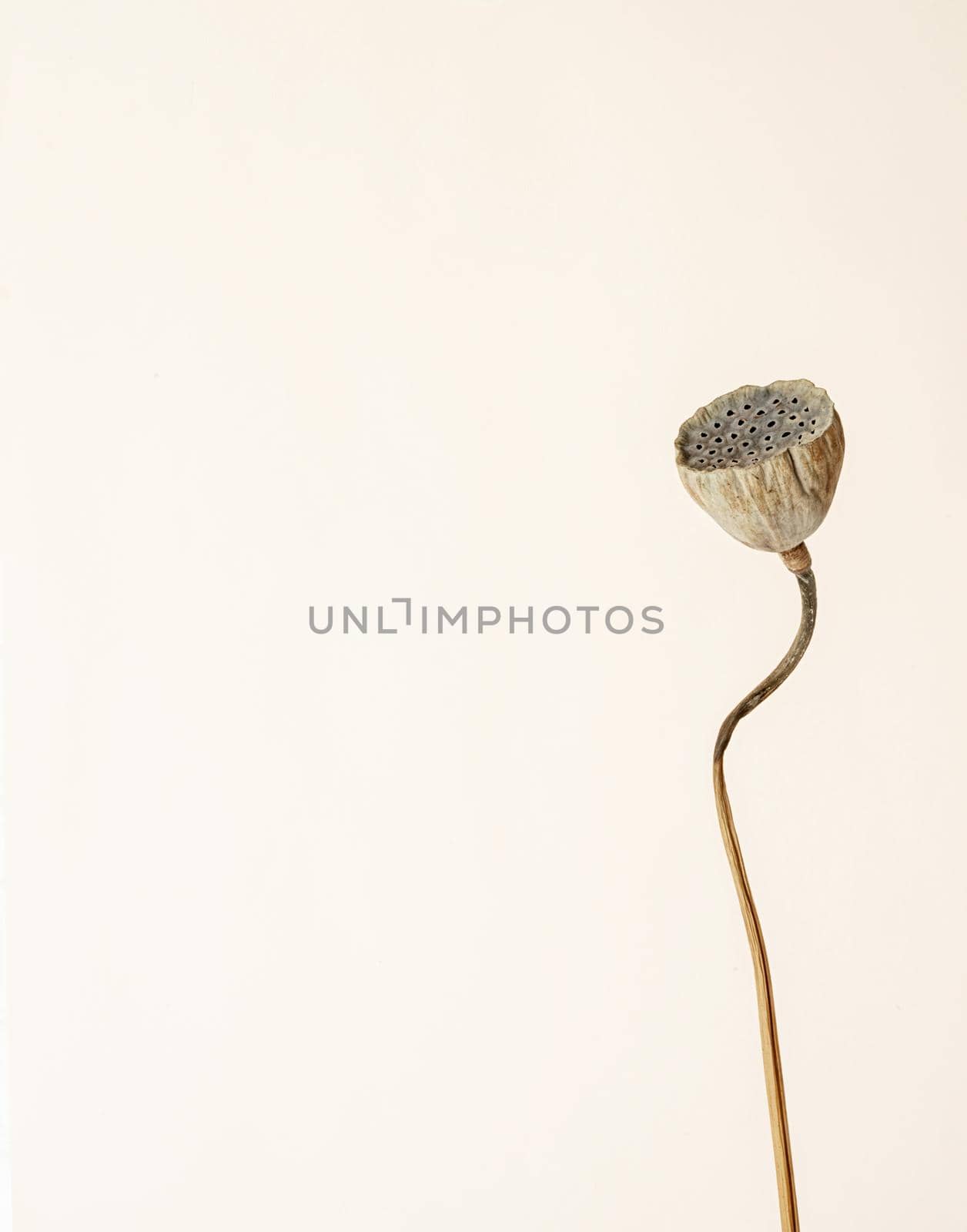 Close up of dry lotus flower on beige background. Minimal neutral floral composition