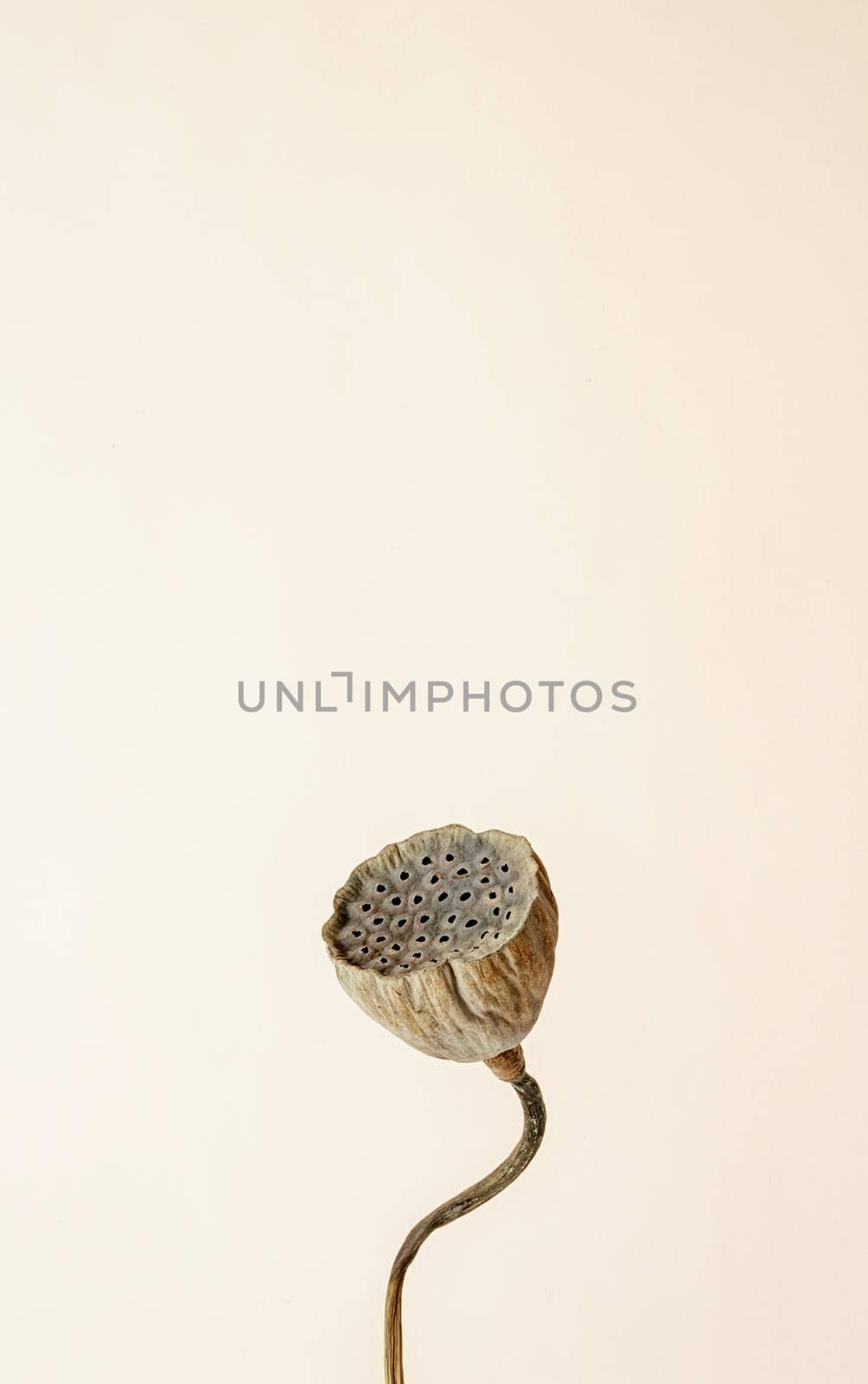 Close up of dry lotus flower on beige background. Minimal neutral floral composition