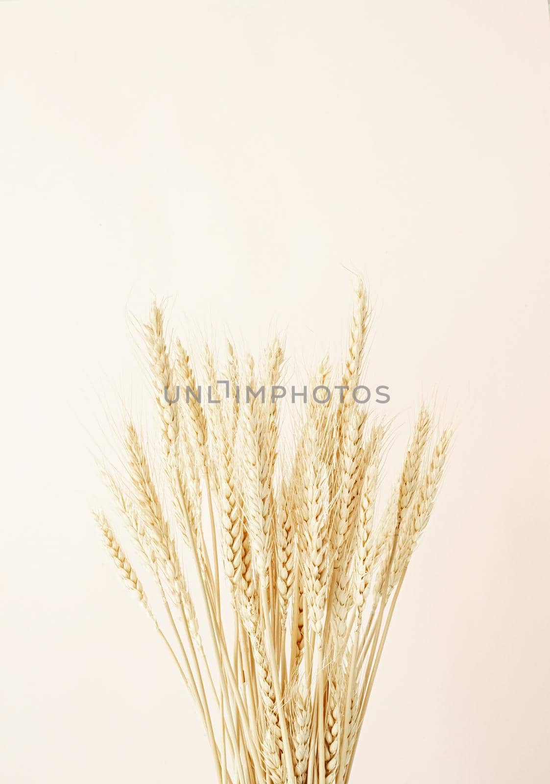 Close up of wheat spikes on beige background. Minimal neutral floral composition by Desperada