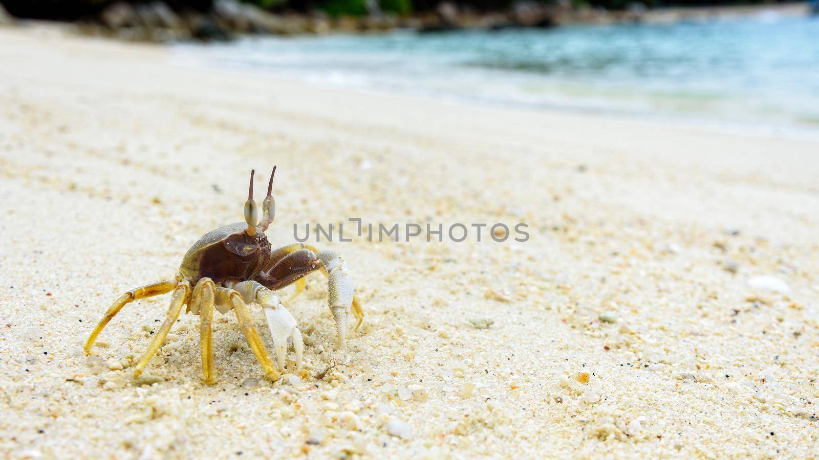 Beautiful nature of wildlife, Close-up of Wind Crab, Ghost Crab or Ocypode on the sand in summer at the beach near the sea in Koh Lipe island, of Tarutao National Park, Satun, Thailand