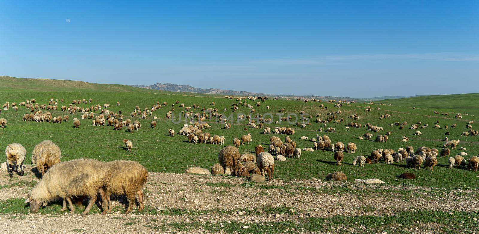 Pastoral landscape in green Kahetia fields by javax