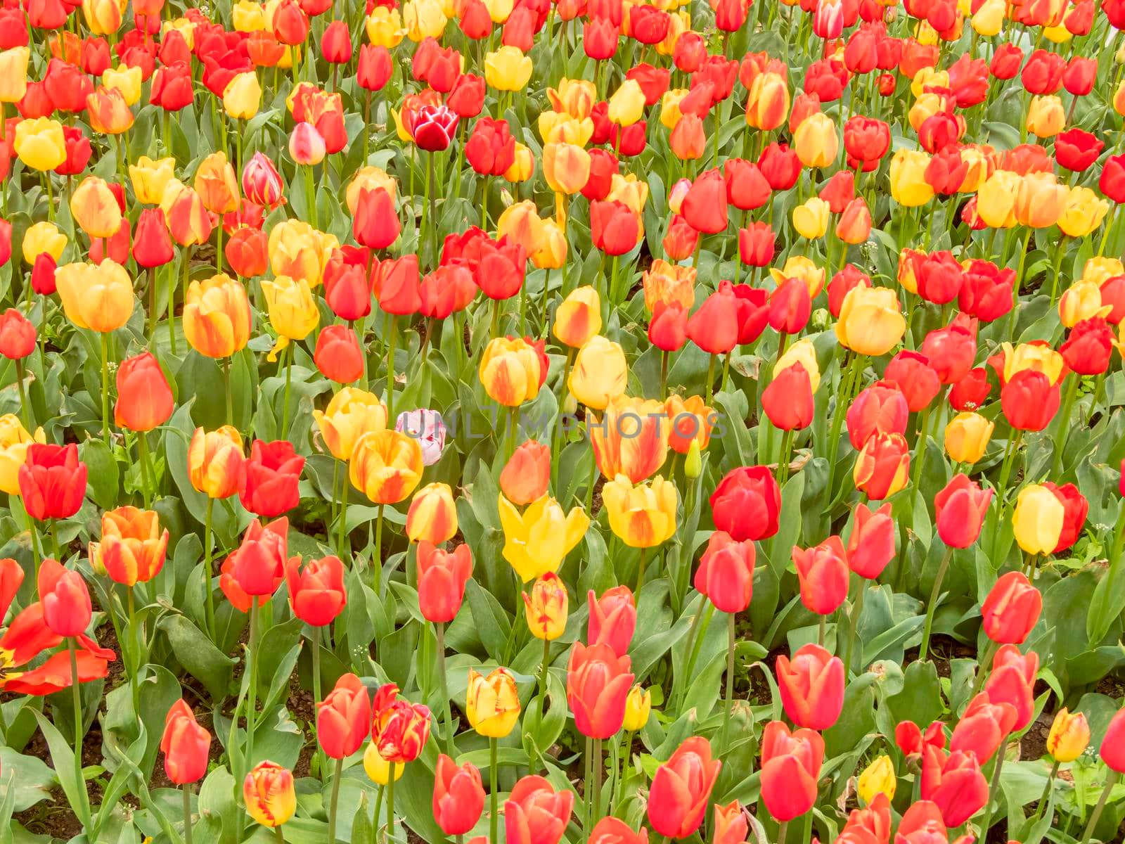 beautiful tulips close-up. holiday parade of tulips. tulips in the garden. High quality photo