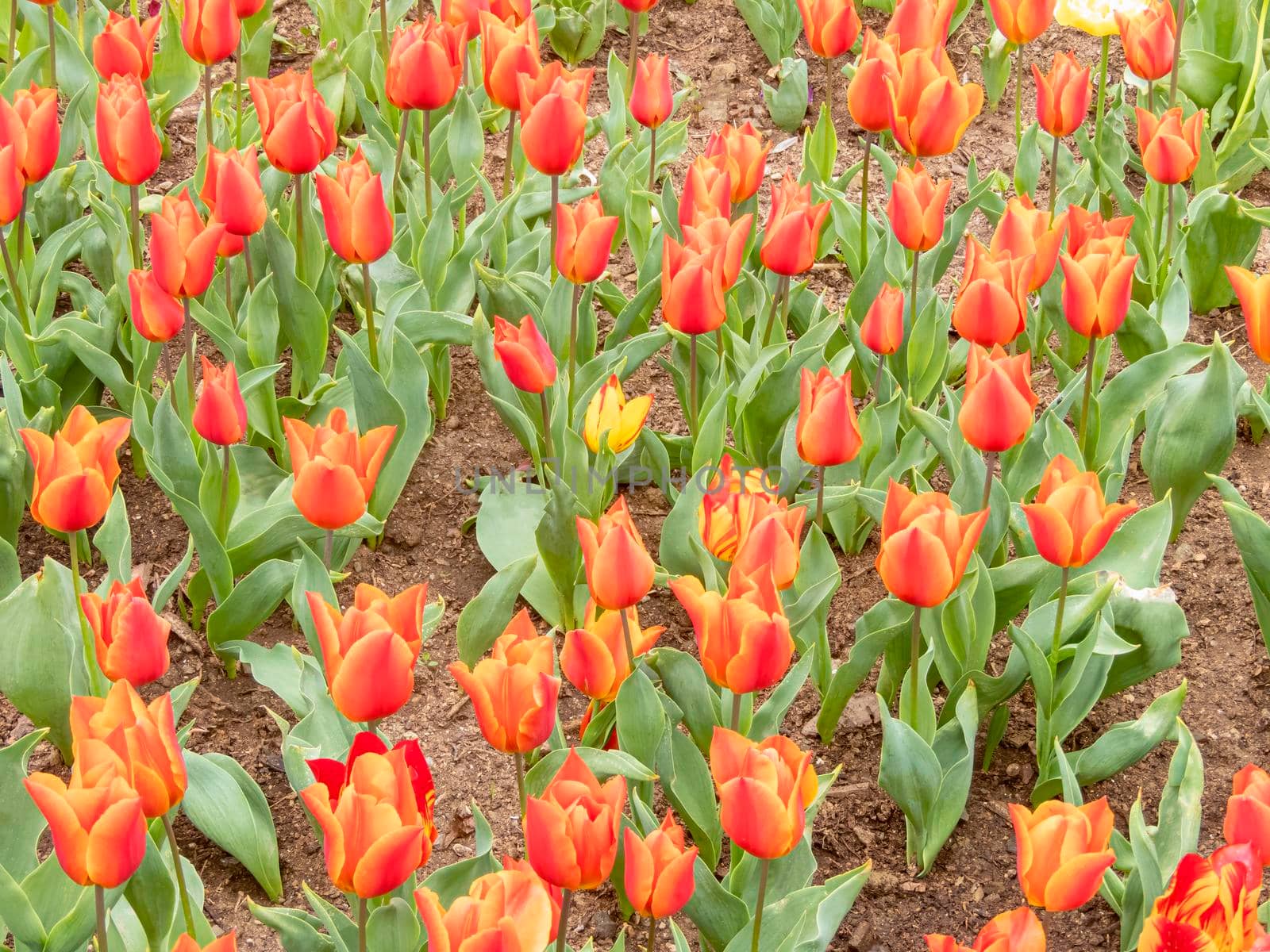 beautiful tulips close-up. holiday parade of tulips. tulips in the garden. High quality photo