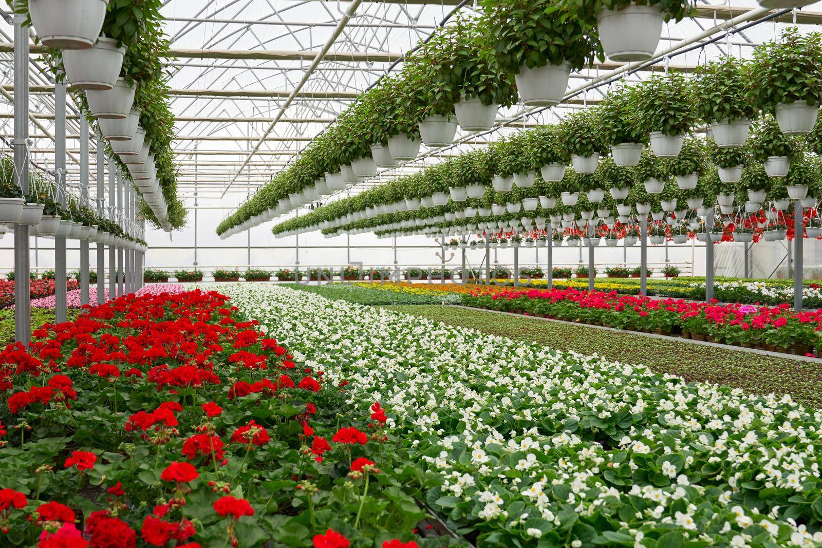 Flowers of colored in large modern greenhouse. by SerhiiBobyk