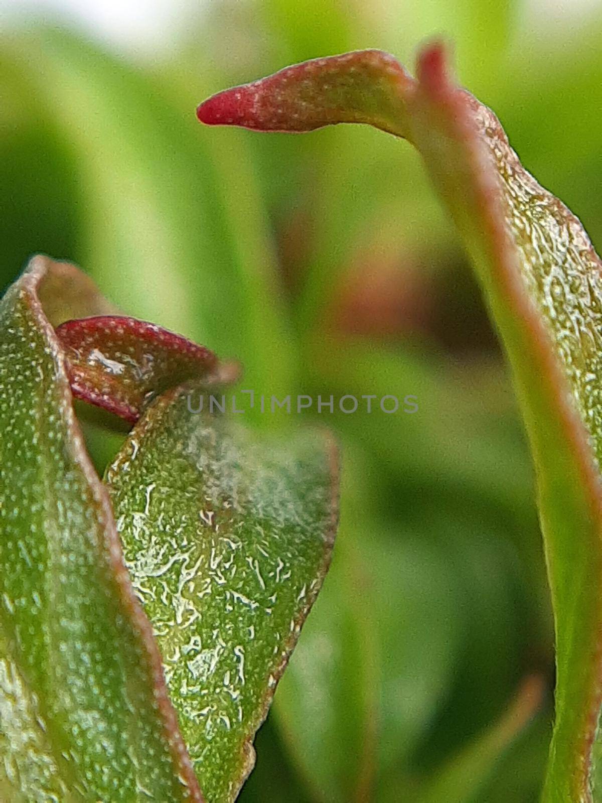 Willow leaves young shoots close-up. Leaf texture. Macro nature.