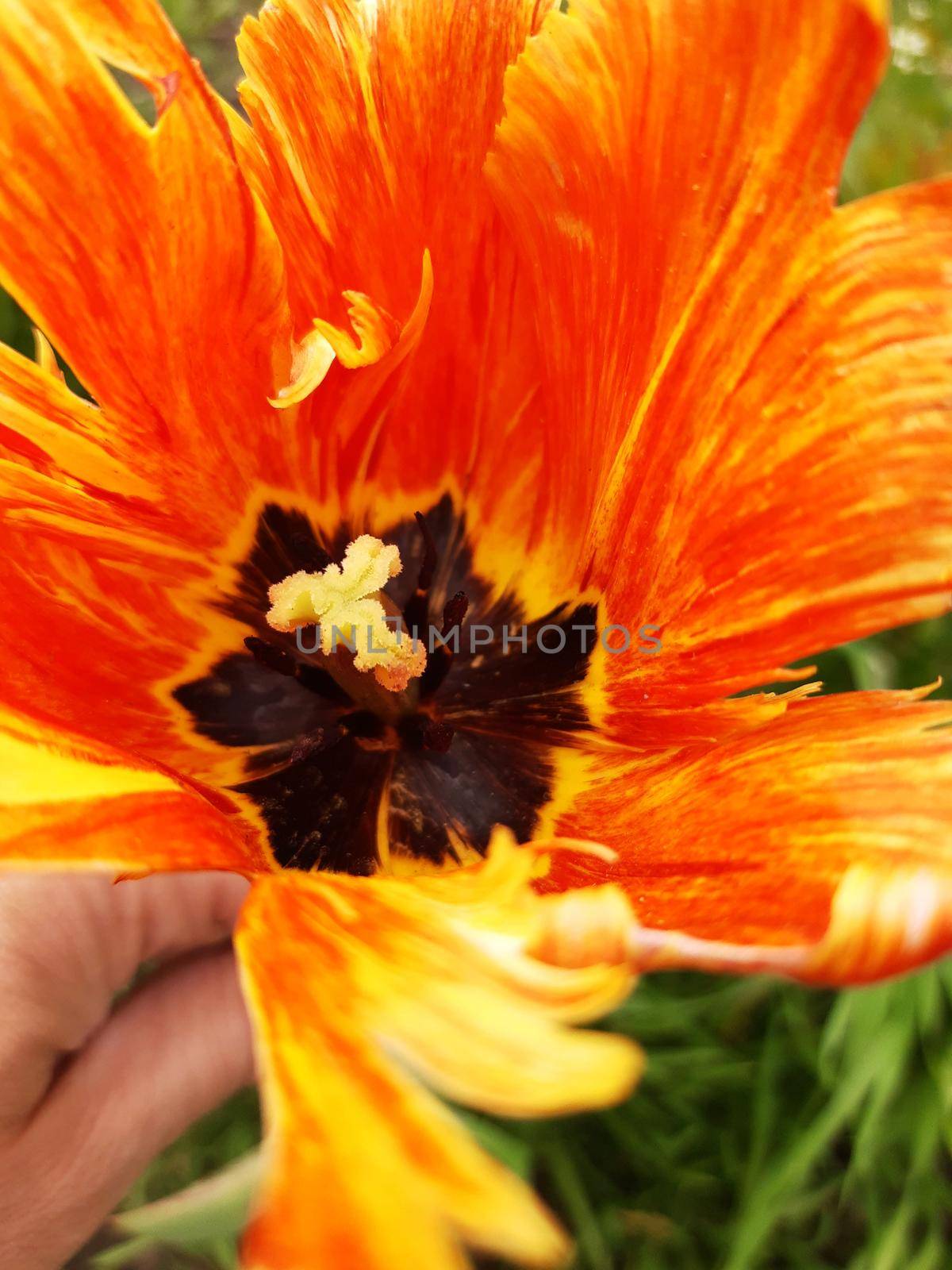 Opened tulip flower close-up on a background of greenery.